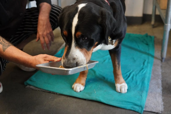 Raw diet for bernese mountain dog 2025