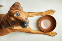 Hungry Dog- Kibble vs. Raw What Should You Feed Your Dog