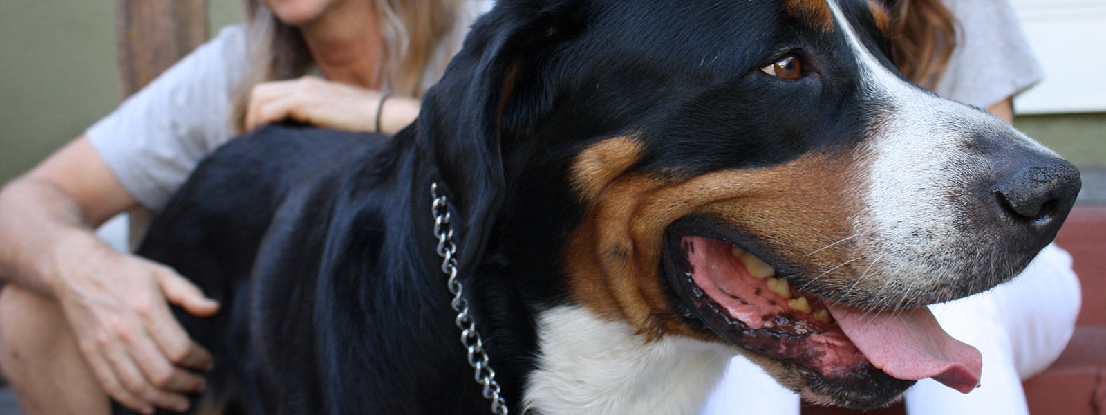 Maxota Raw: Raw Pet Food and Treats for the Urban Wolf. Dog and Cat food hand-crafted with love in our open kitchen in San Diego California