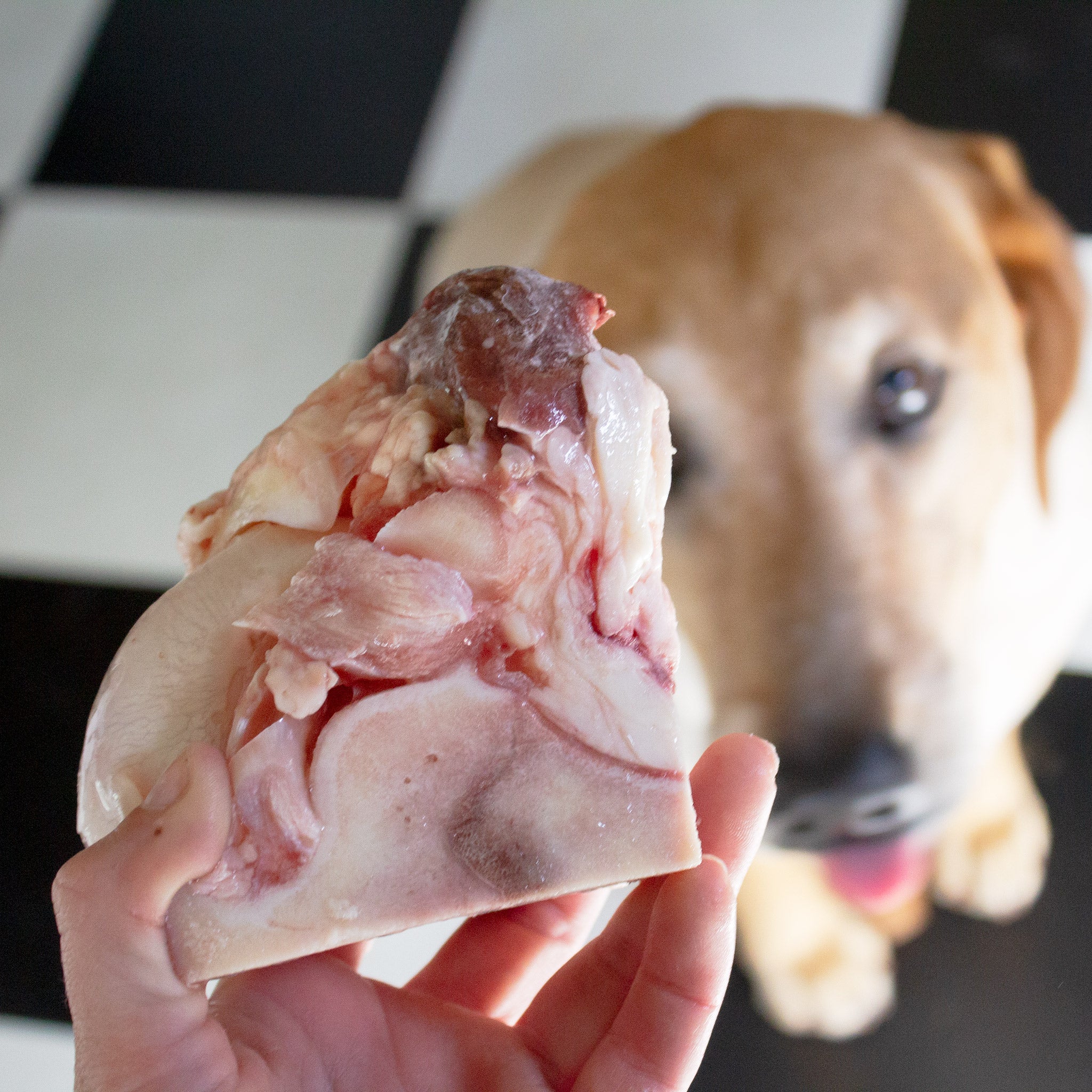 can dogs have raw bones
