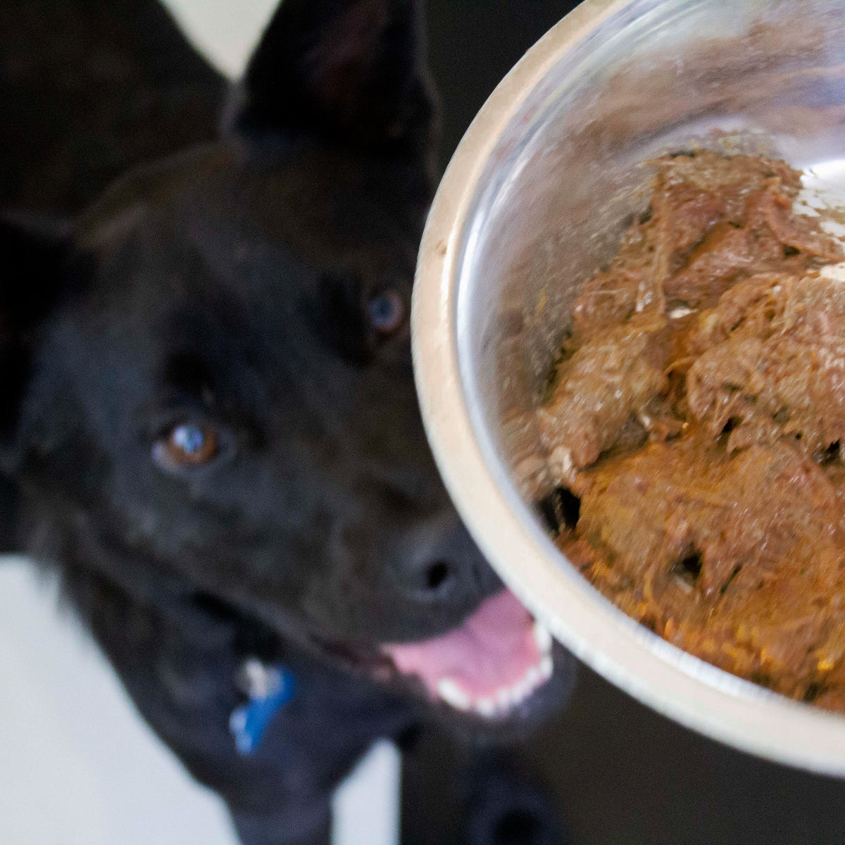 Maxota Raw Dog Food: Hand-Crafted in San Diego - Turkey Recipe