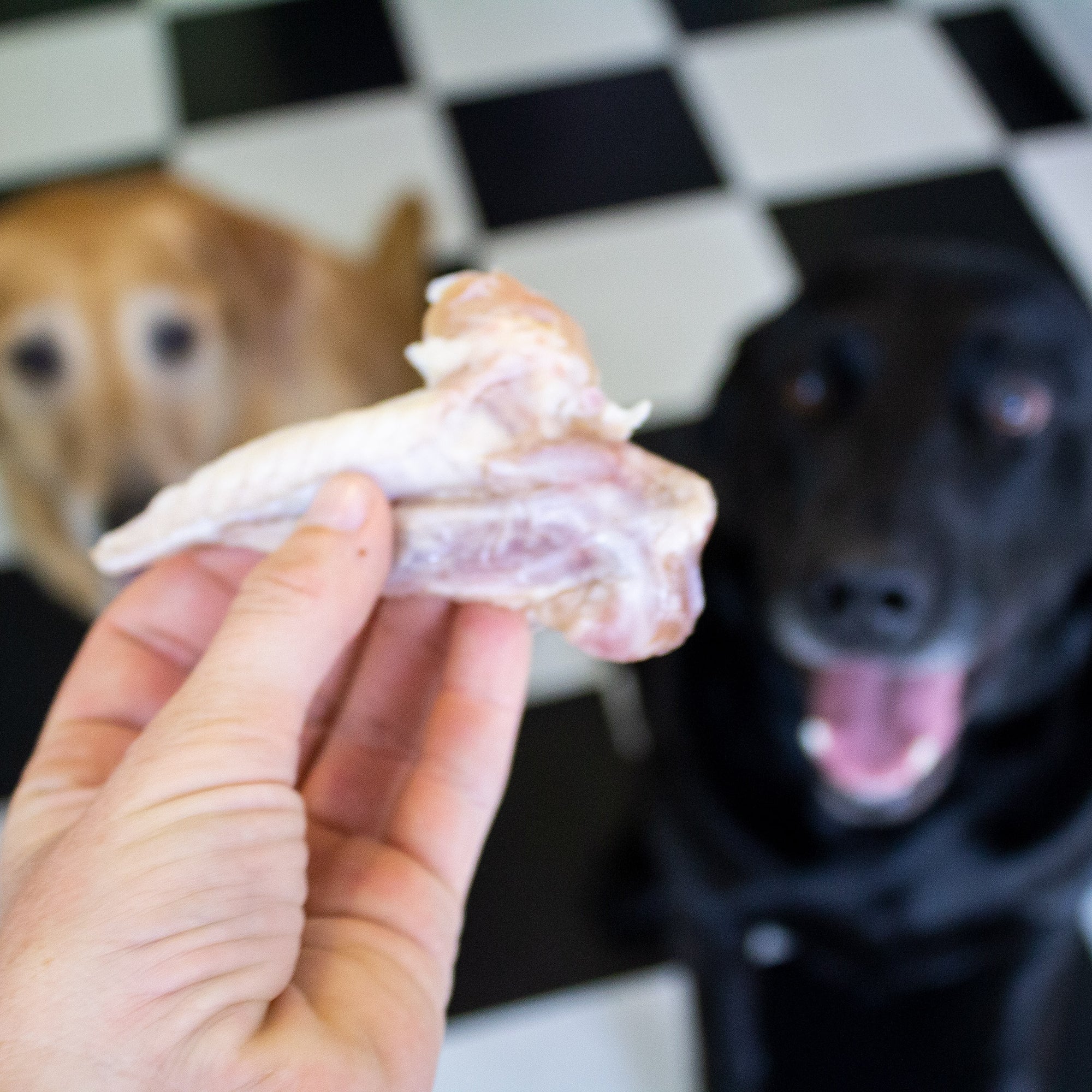 Can Dogs Eat Raw Chicken Wings?  