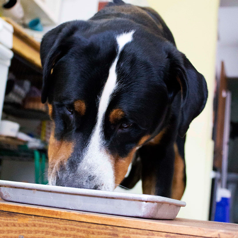 Raw Dog Food - Lamb Recipe 10.00% Off Auto renew