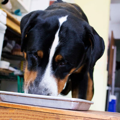 Raw Dog Food - Lamb Recipe 10.00% Off Auto renew
