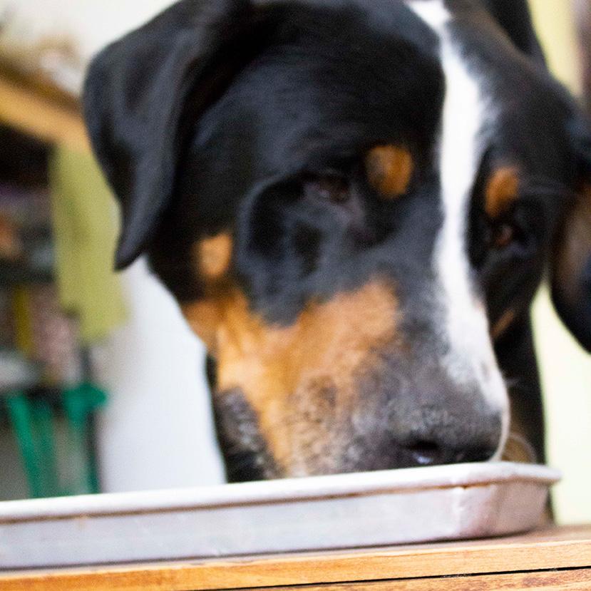 Raw Dog Food - Beef Recipe