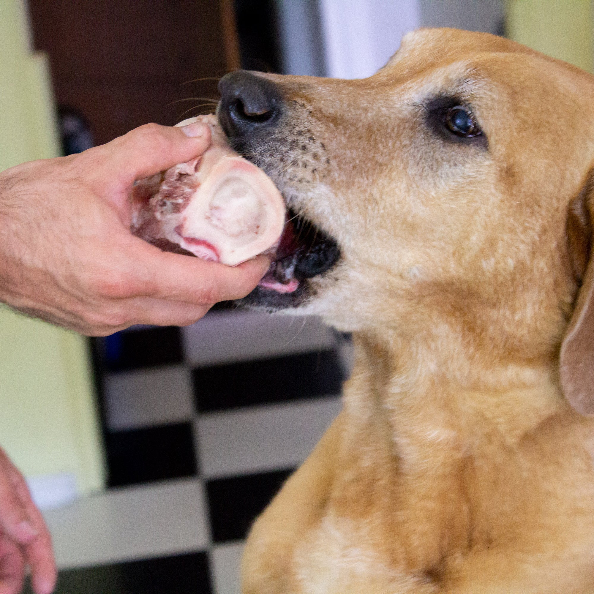 Dry-Aged Raw Marrow Bones for Dogs